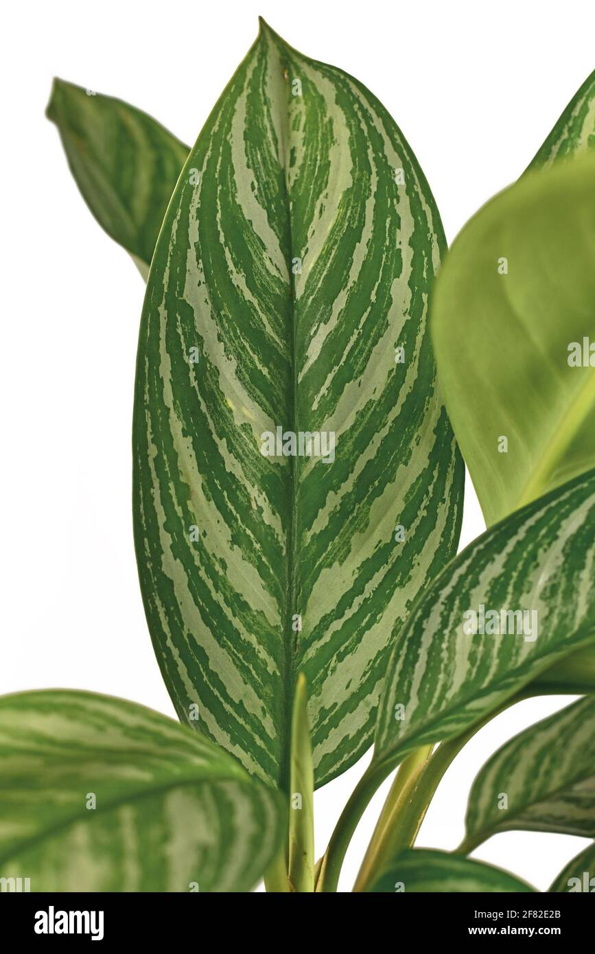 Leaf of tropical 'Aglaonema Stripes' houseplant with long leaves with silver stripe pattern isolated on white background Stock Photo