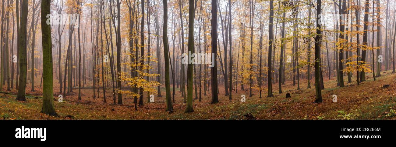 Panoramic autumn misty forest. Fog in woodland. Deciduous trees in nature. Autumn leaf color Stock Photo