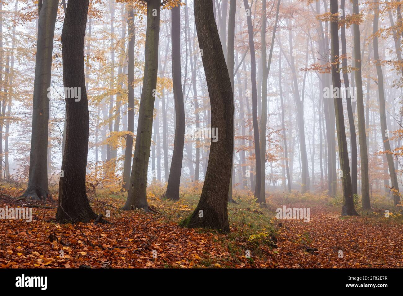 Autumn misty forest. Fog in woodland. Decidious trees in nature. Beech tree and footpath with fallen leaves Stock Photo