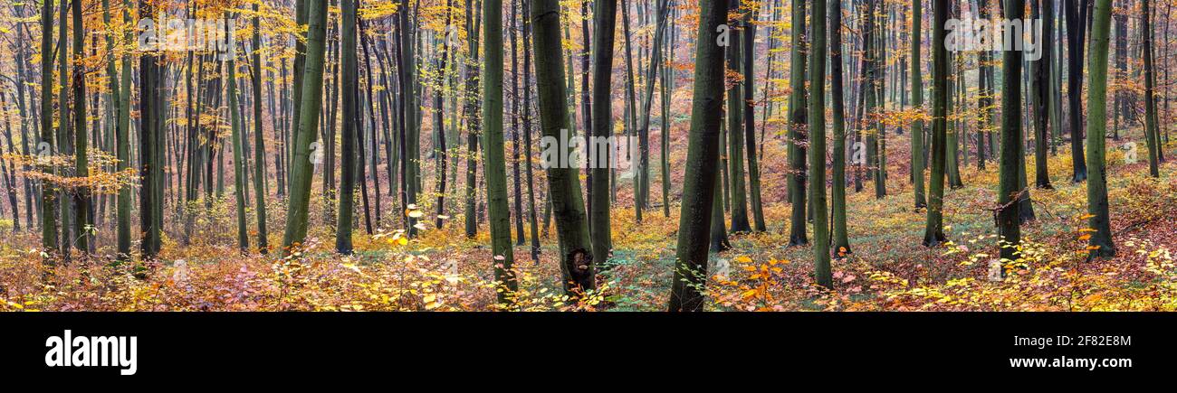 Autumn forest, panoramic view. Beech trees in woodland. Vibrant autumn leaf color Stock Photo