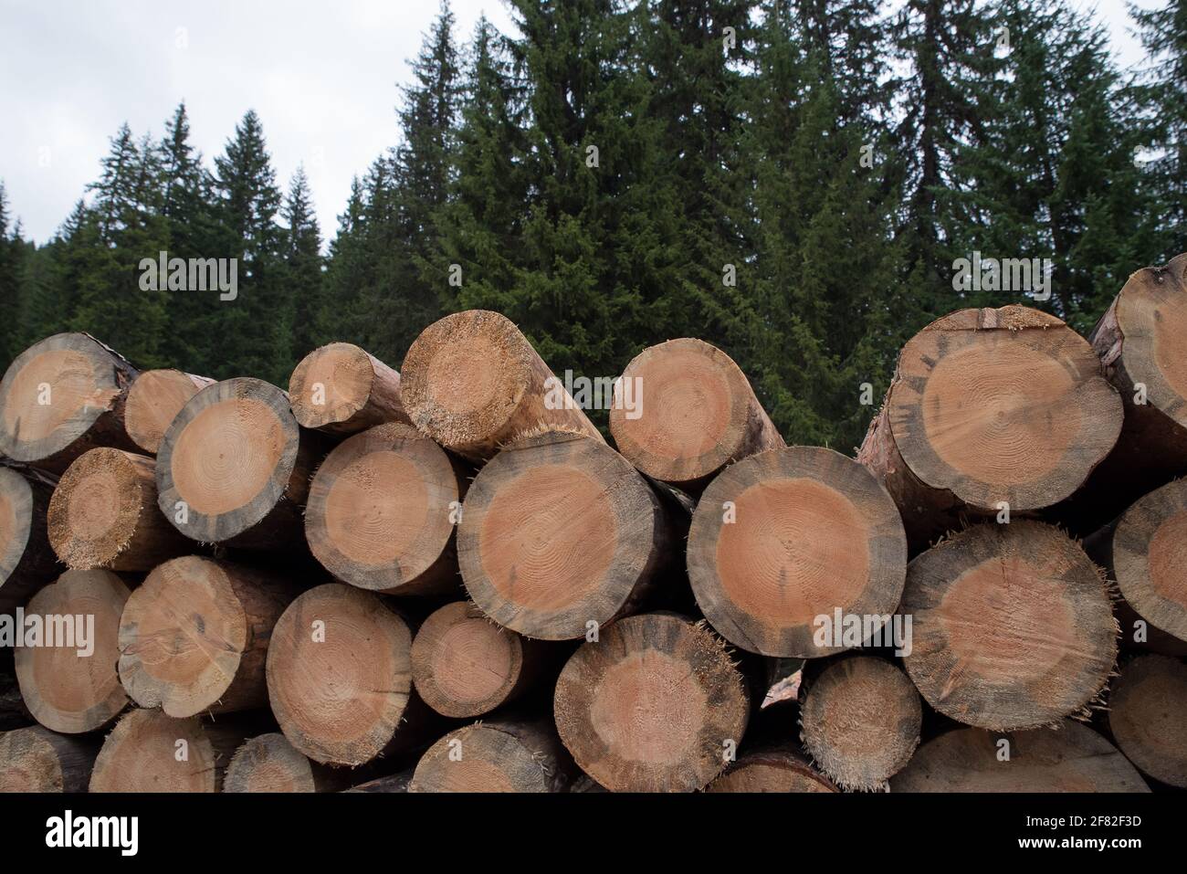 Responsibly removing a dead trees in Europe, destroyed by bark beetle - ps acuminatus gyll Stock Photo