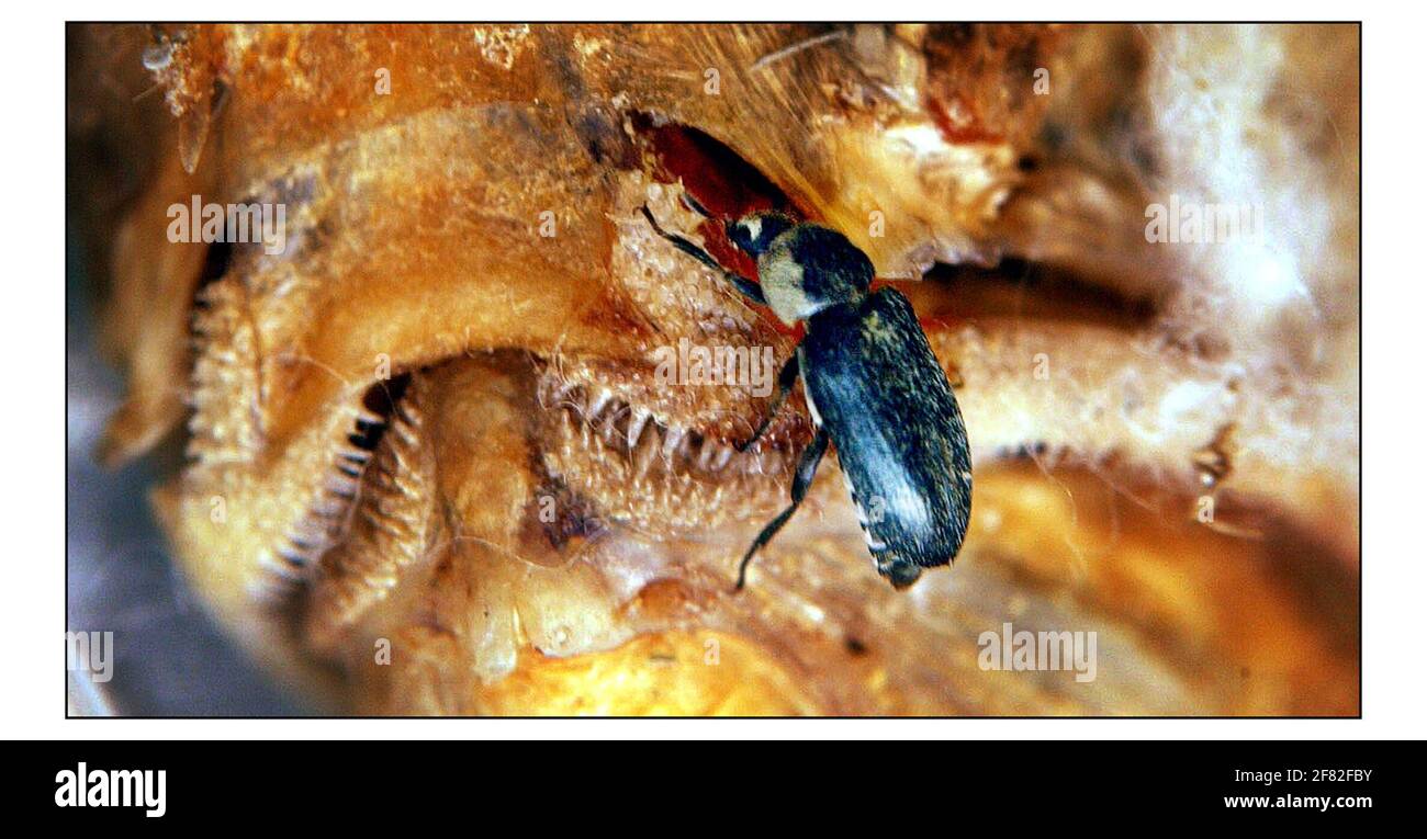 Flesh eating beetles, Dermestes maculatus or Hide Beetles, up to 10 mm