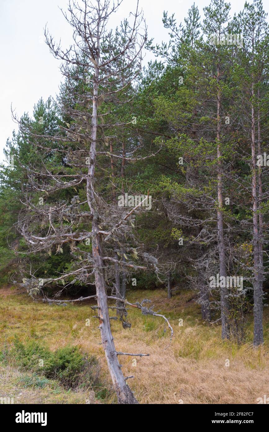 dead pine trees Stock Photo