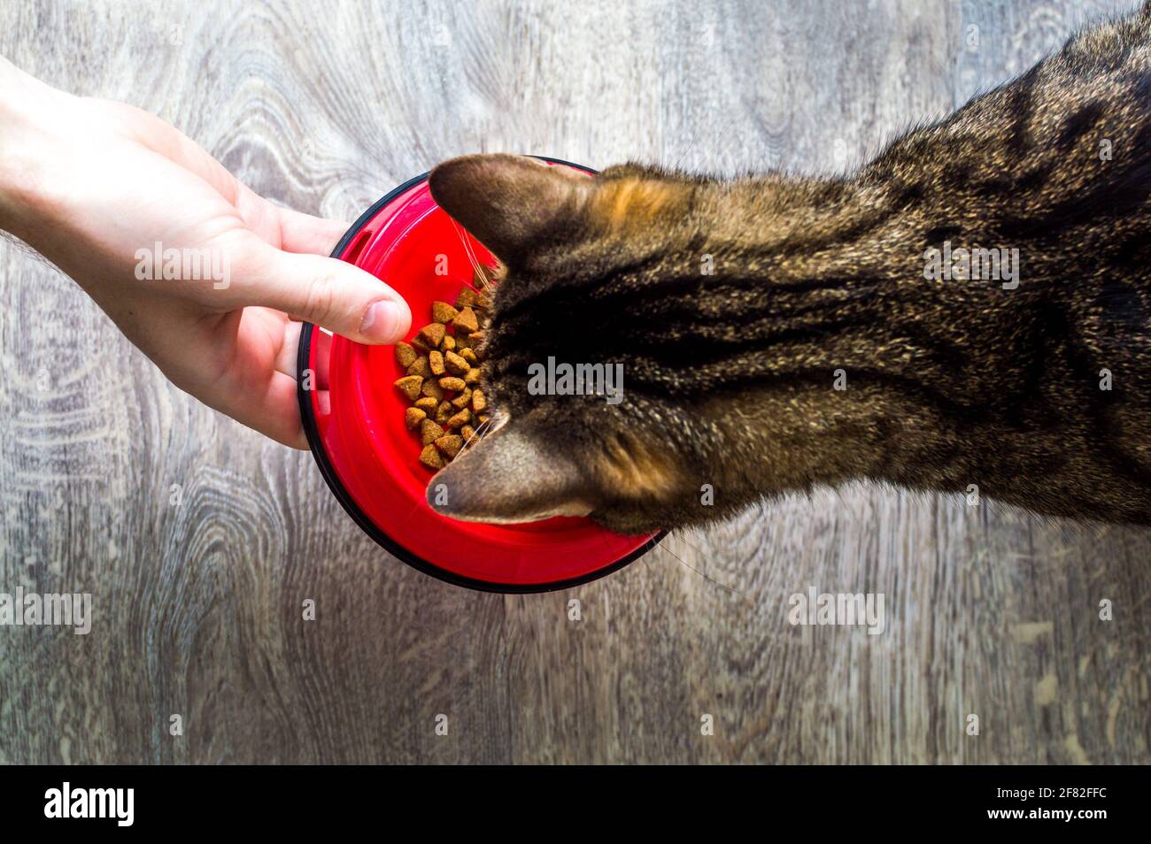 owner feeds dry food to the cat on the kitchen floor. Stock Photo