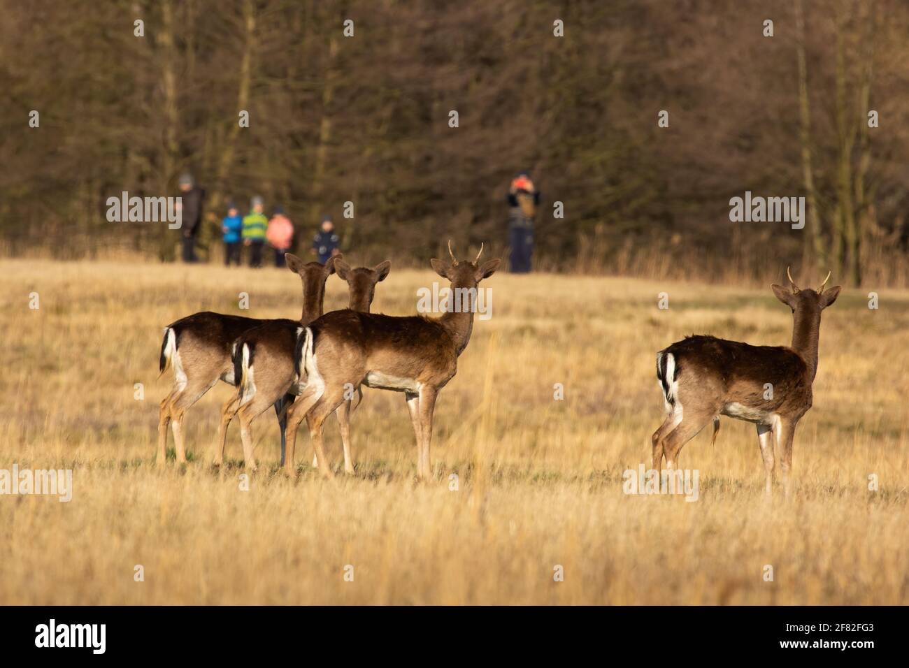 Fallow deer looking to the people in background in spring Stock Photo