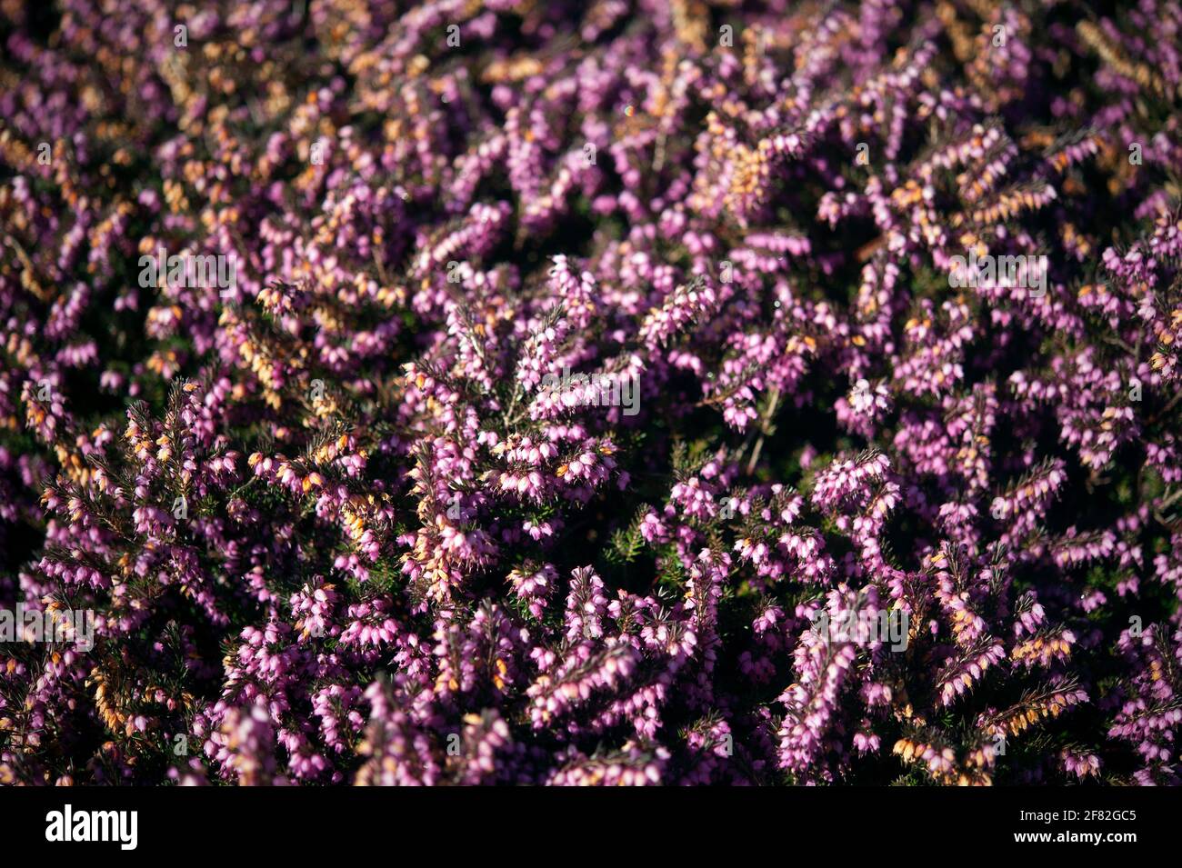 Purple heather bush, Kilbrannish South, County Carlow, Ireland, Europe Stock Photo