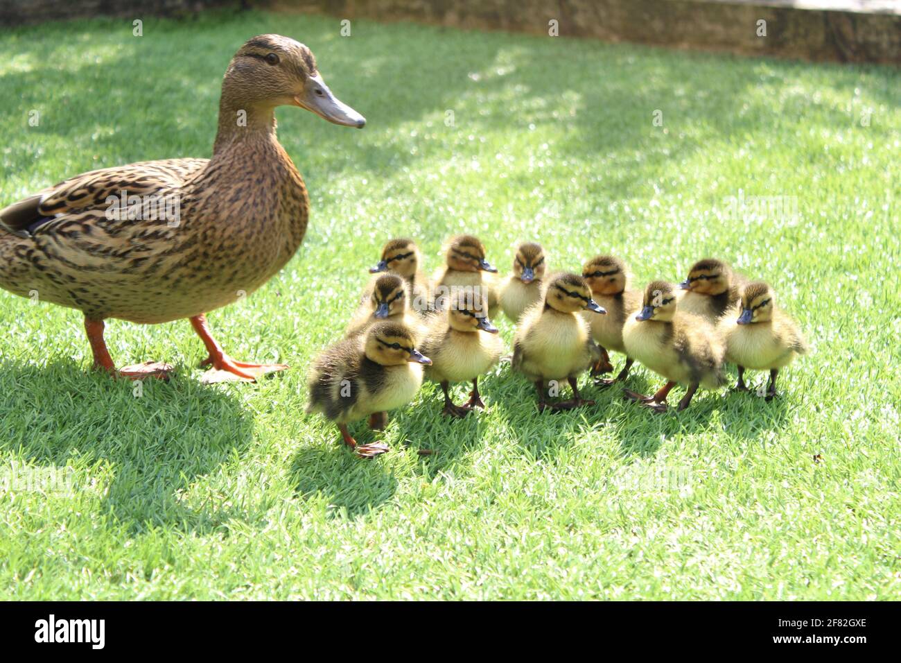 Mother duck and ducklings on a green background. Duck farming and bird flu concept with copy space Stock Photo