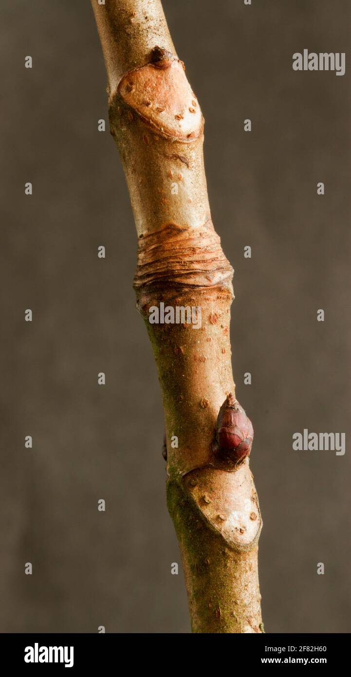 Horse chestnut sticky buds in spring hires stock photography and