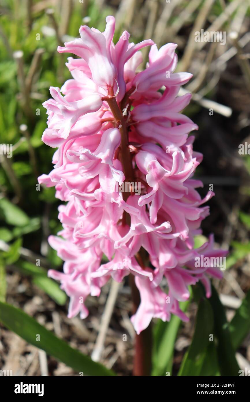 Bluehende Hyazinthe im Botanischen Garten. Stock Photo