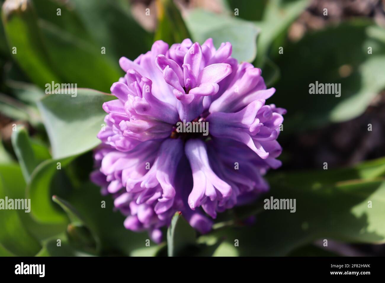 Bluehende Hyazinthe im Botanischen Garten. Stock Photo