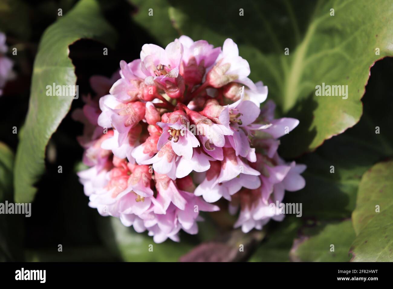 Bluehende Bergenie im Botanischen Sondergarten. Stock Photo