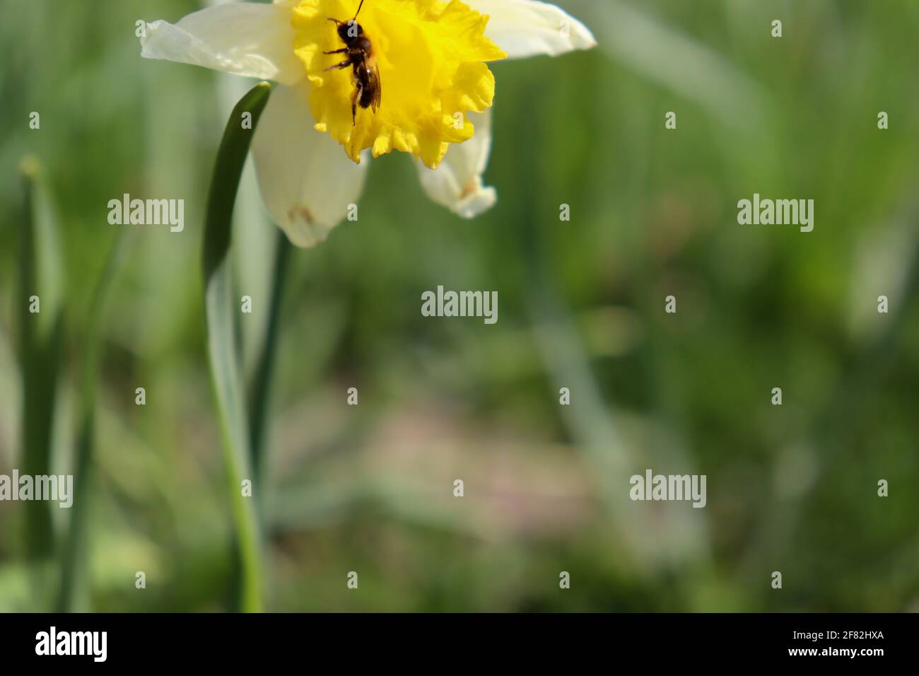 Eine Biene auf der Suche nach Pollen in einer Narzisse. Stock Photo