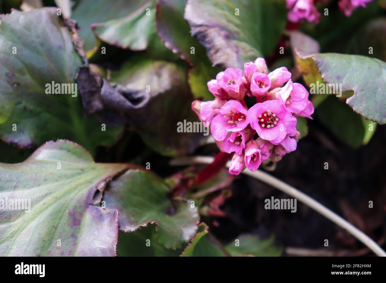 Bluehende Bergenie im Botanischen Sondergarten. Stock Photo