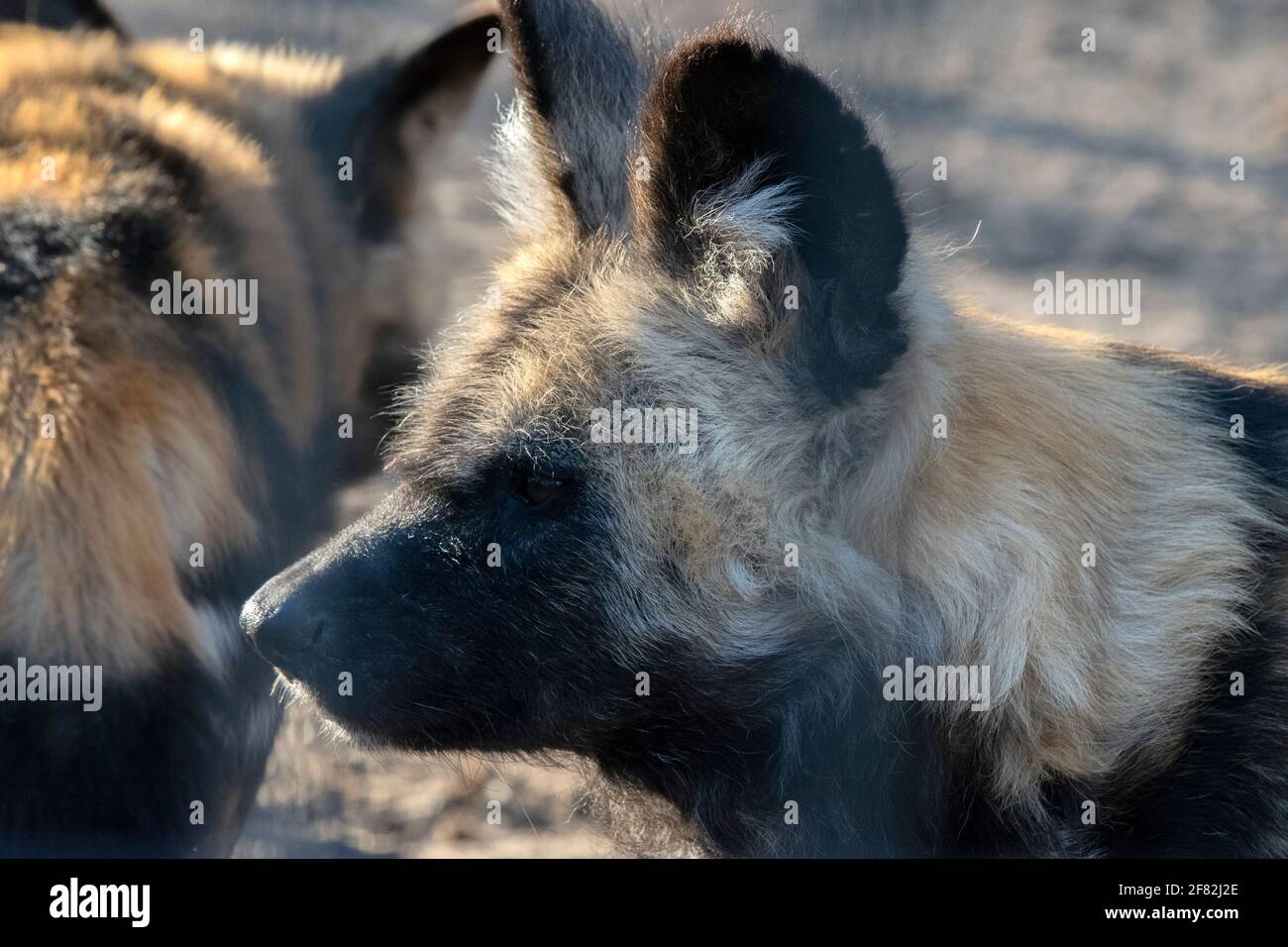 Close Up African Hunting Dog At The Gate Artis Zoo Amsterdam The Netherlands 30-12-2019 Stock Photo
