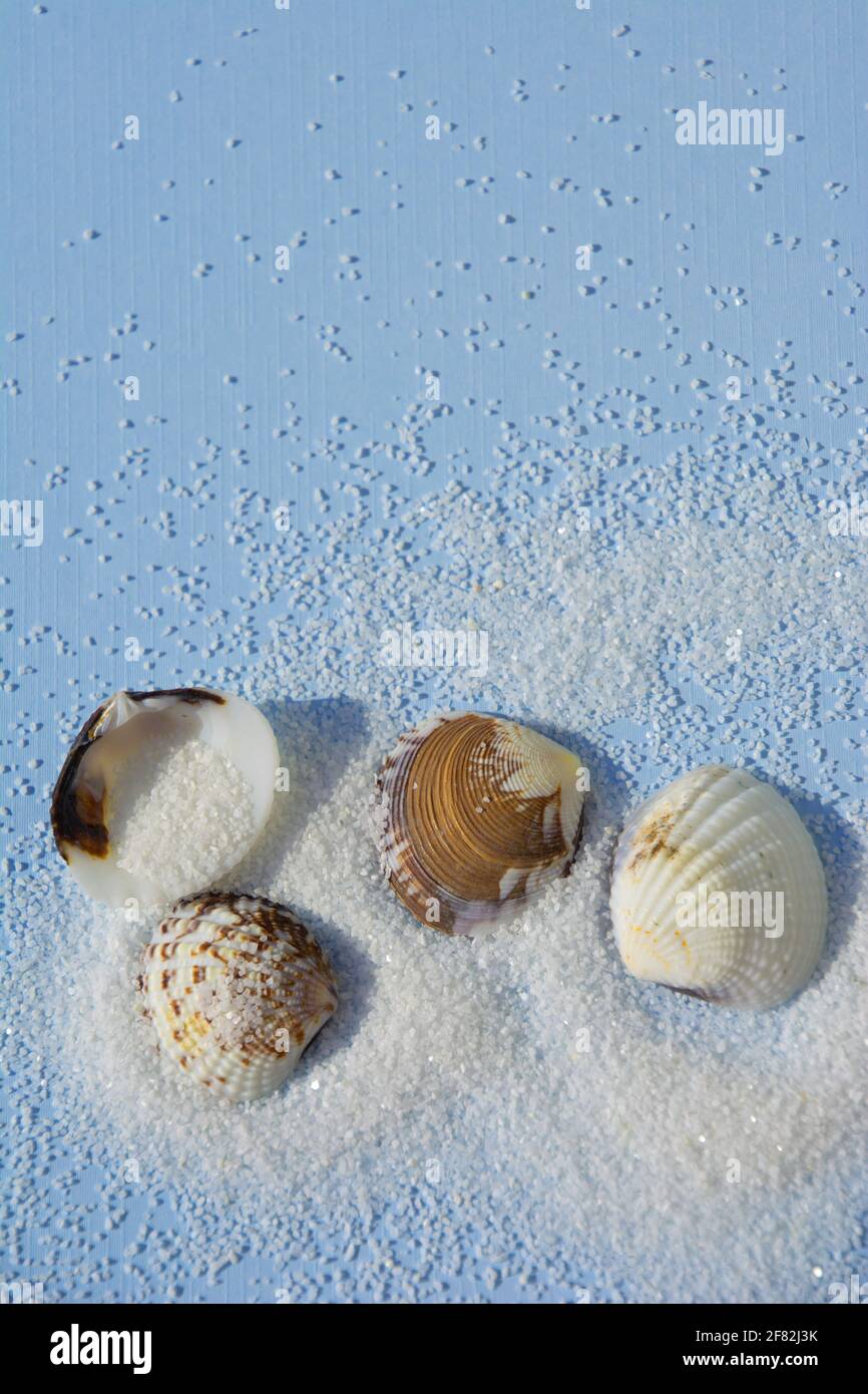 seashells on white sand Top view abstract summer theme Stock Photo