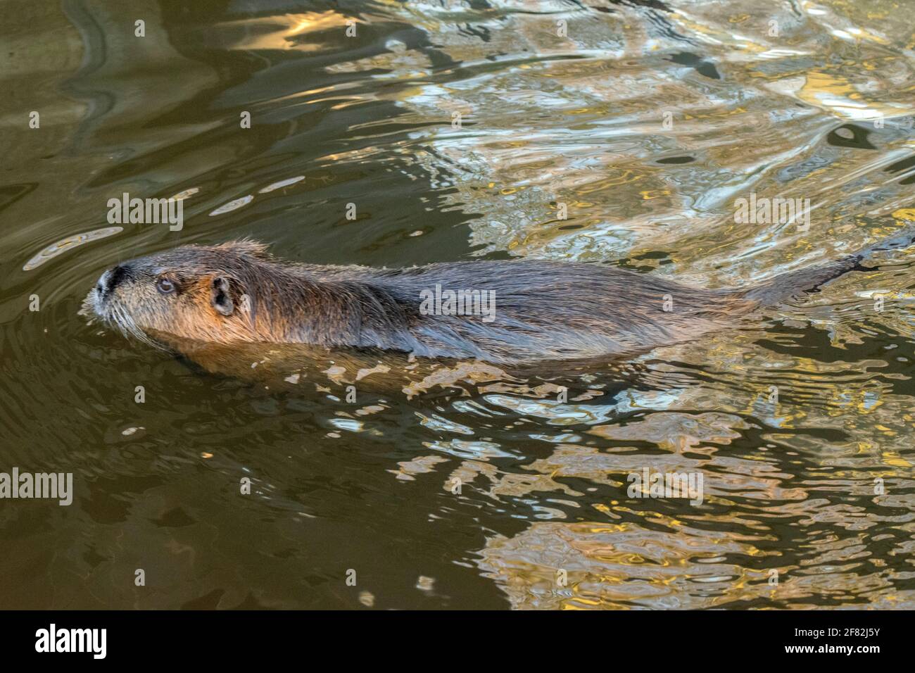 Beaver Swimming In The Water At Artis Zoo Amsterdam The Netherlands 30-12-2019 Stock Photo