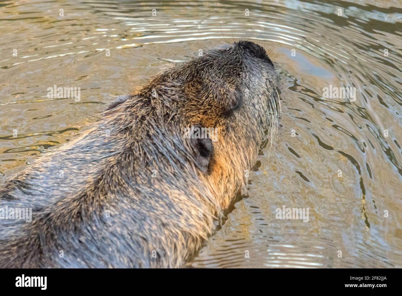 Beaver Swimming In The Water At Artis Zoo Amsterdam The Netherlands 30-12-2019 Stock Photo