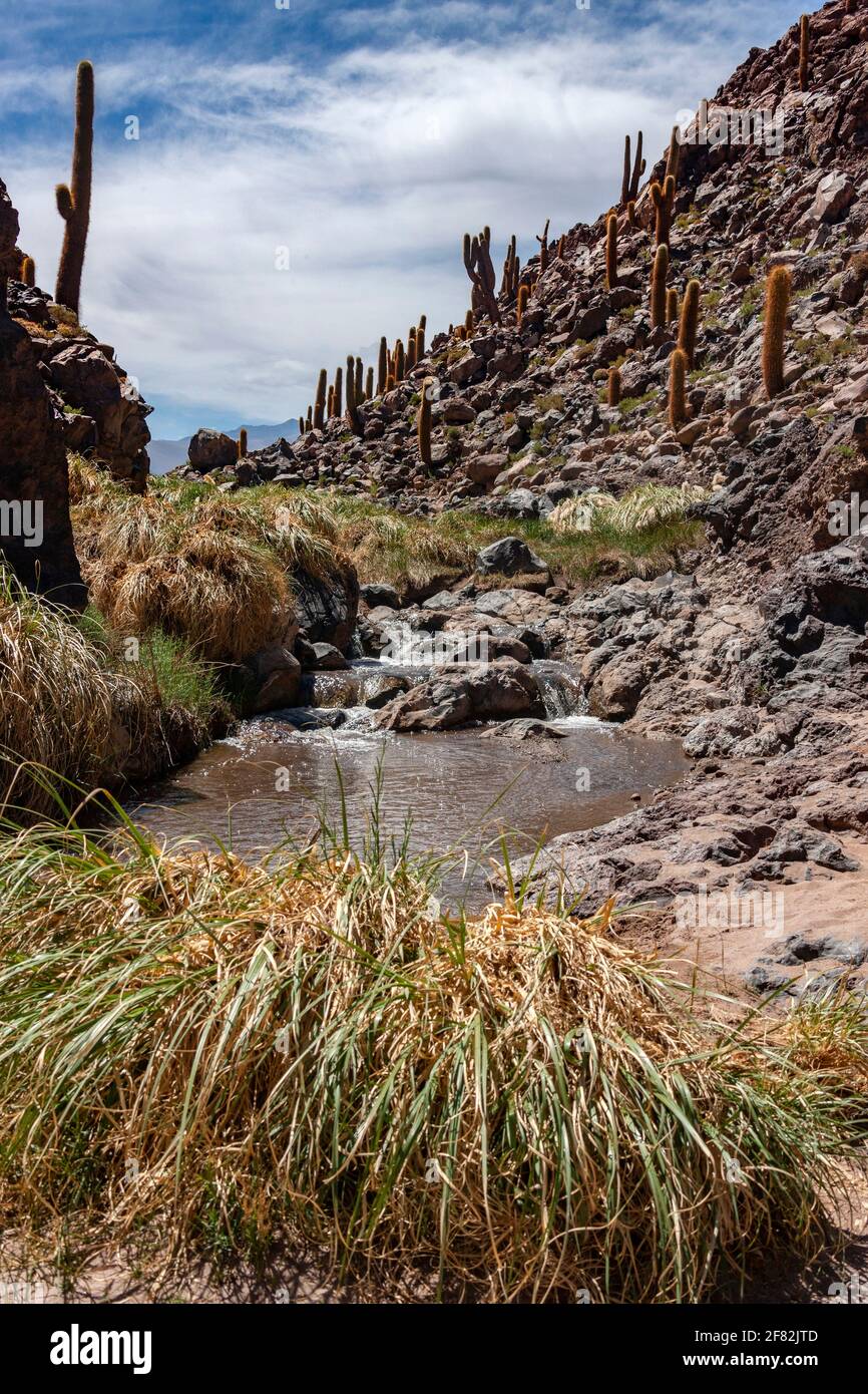 Giant candelabra cactus hires stock photography and images Alamy