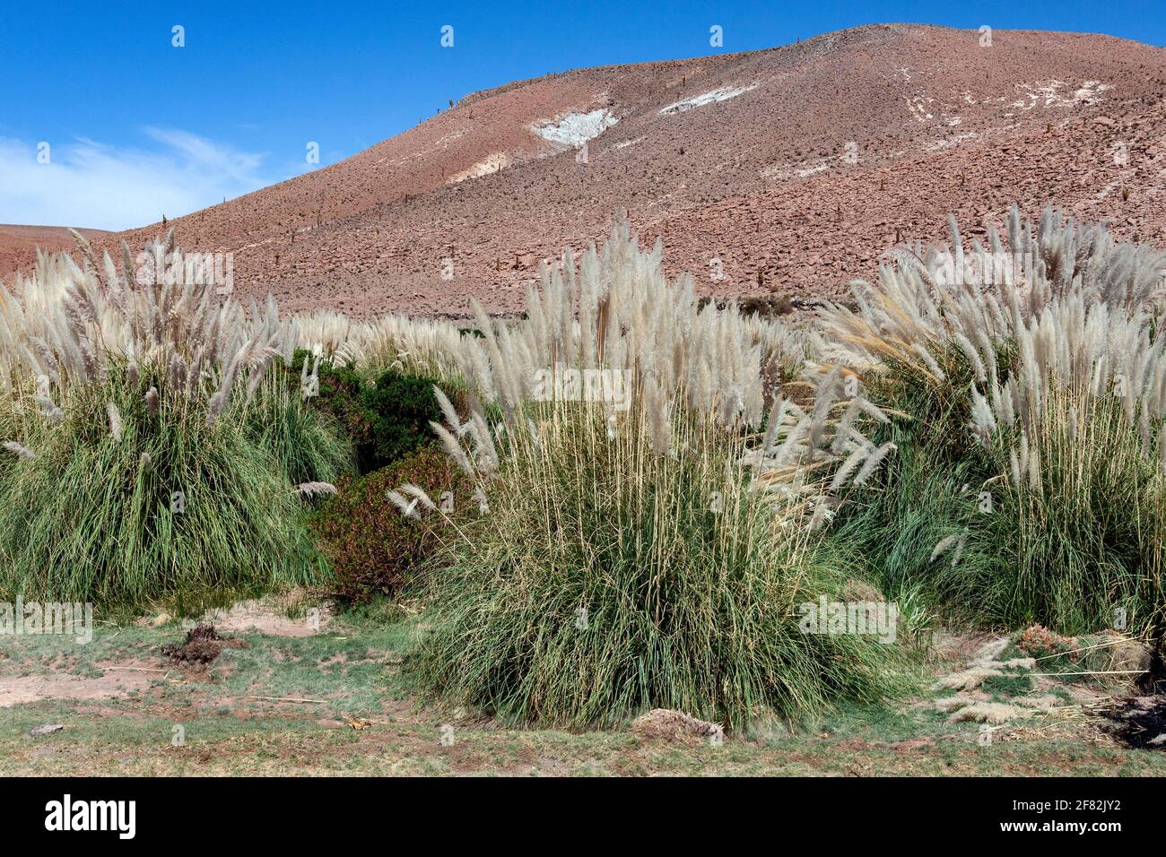 Pampas Grass growing near San Pedro de Atacama in the Atacama Desert in northern Chile, South America. Stock Photo
