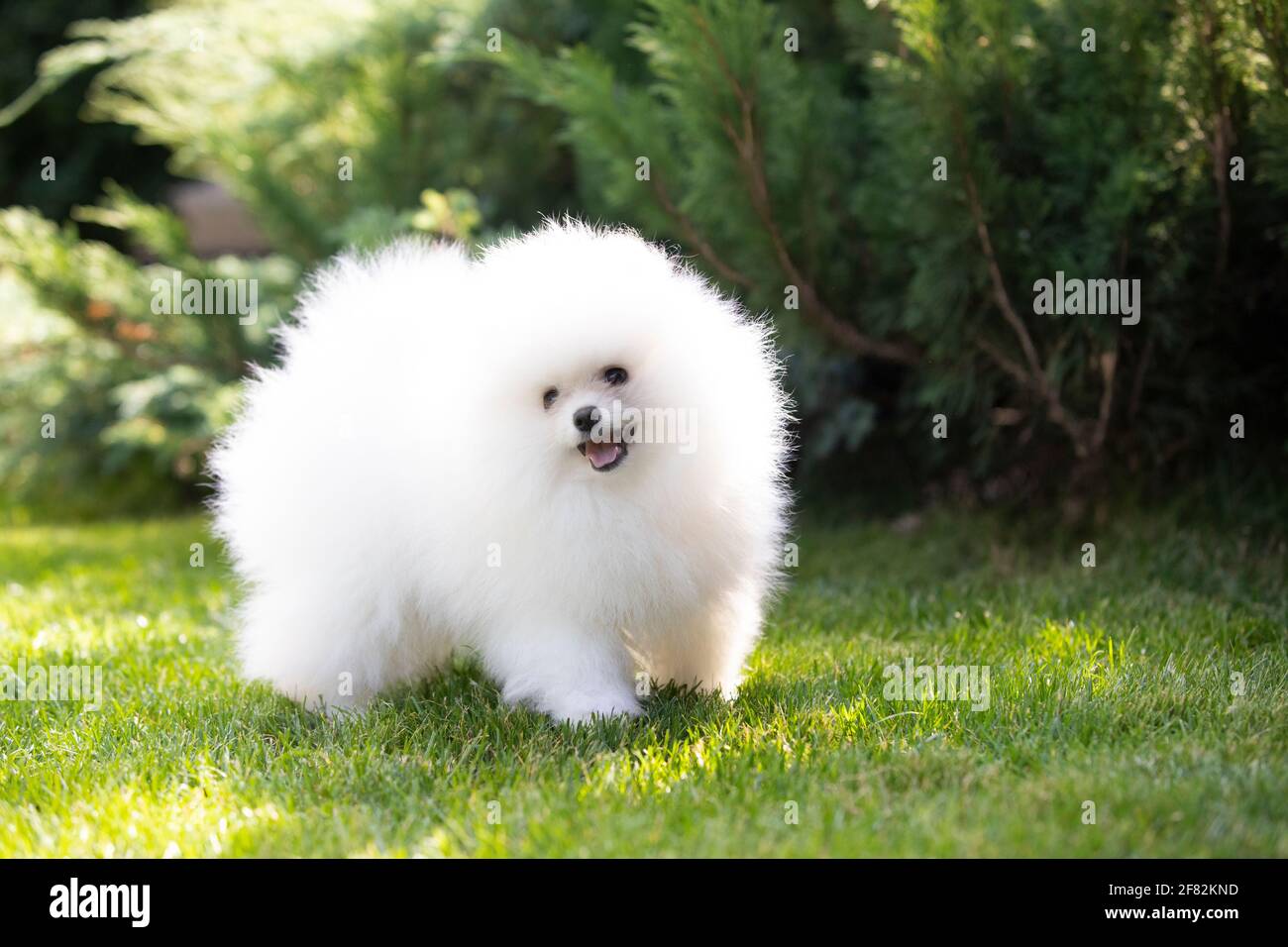 dog, puppy of breed Pomeranian spitz of white color playing on a green lawn Stock Photo