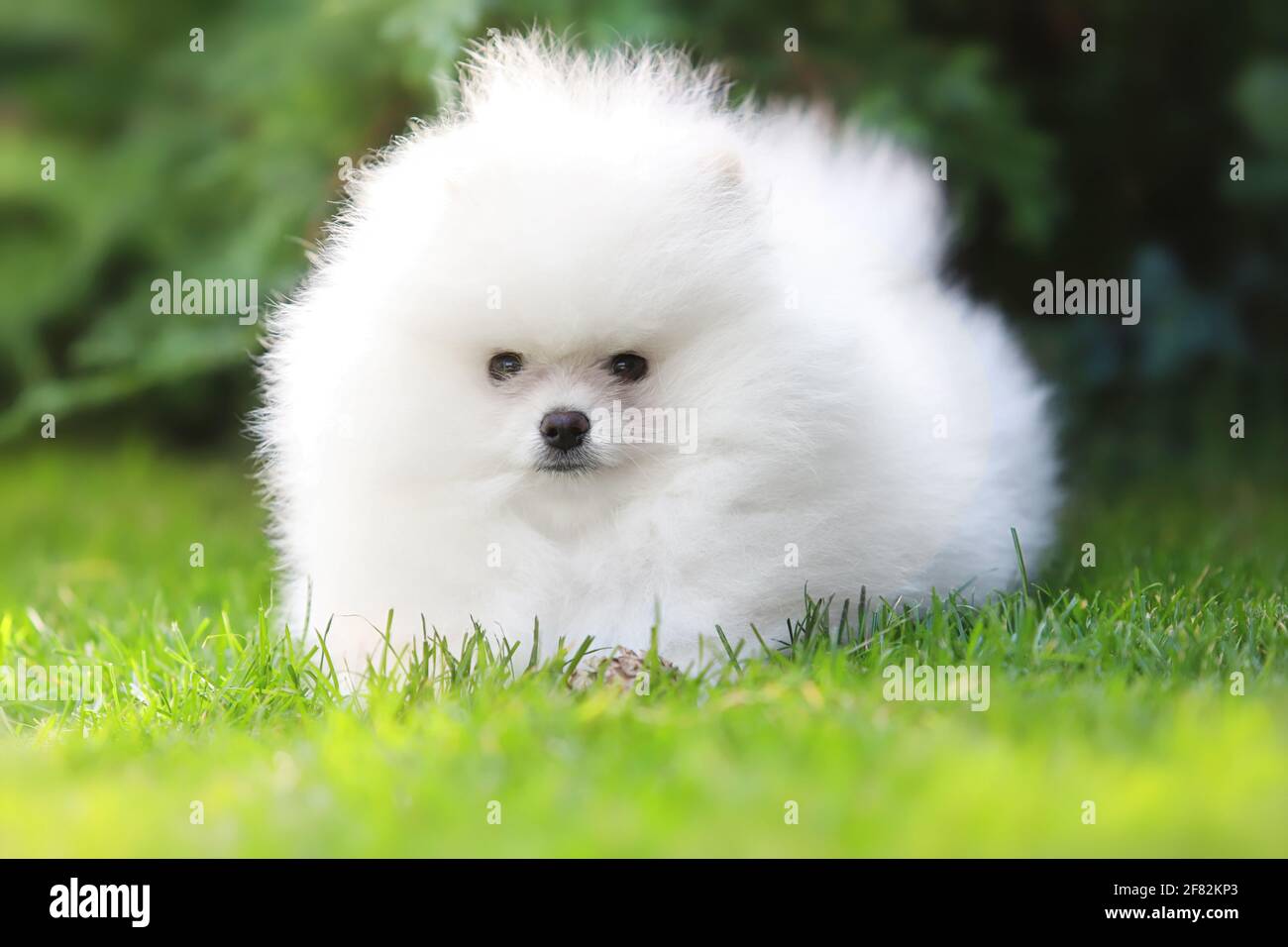 Dog Puppy Of Breed Pomeranian Spitz Of White Color Playing On A Green Lawn Stock Photo Alamy