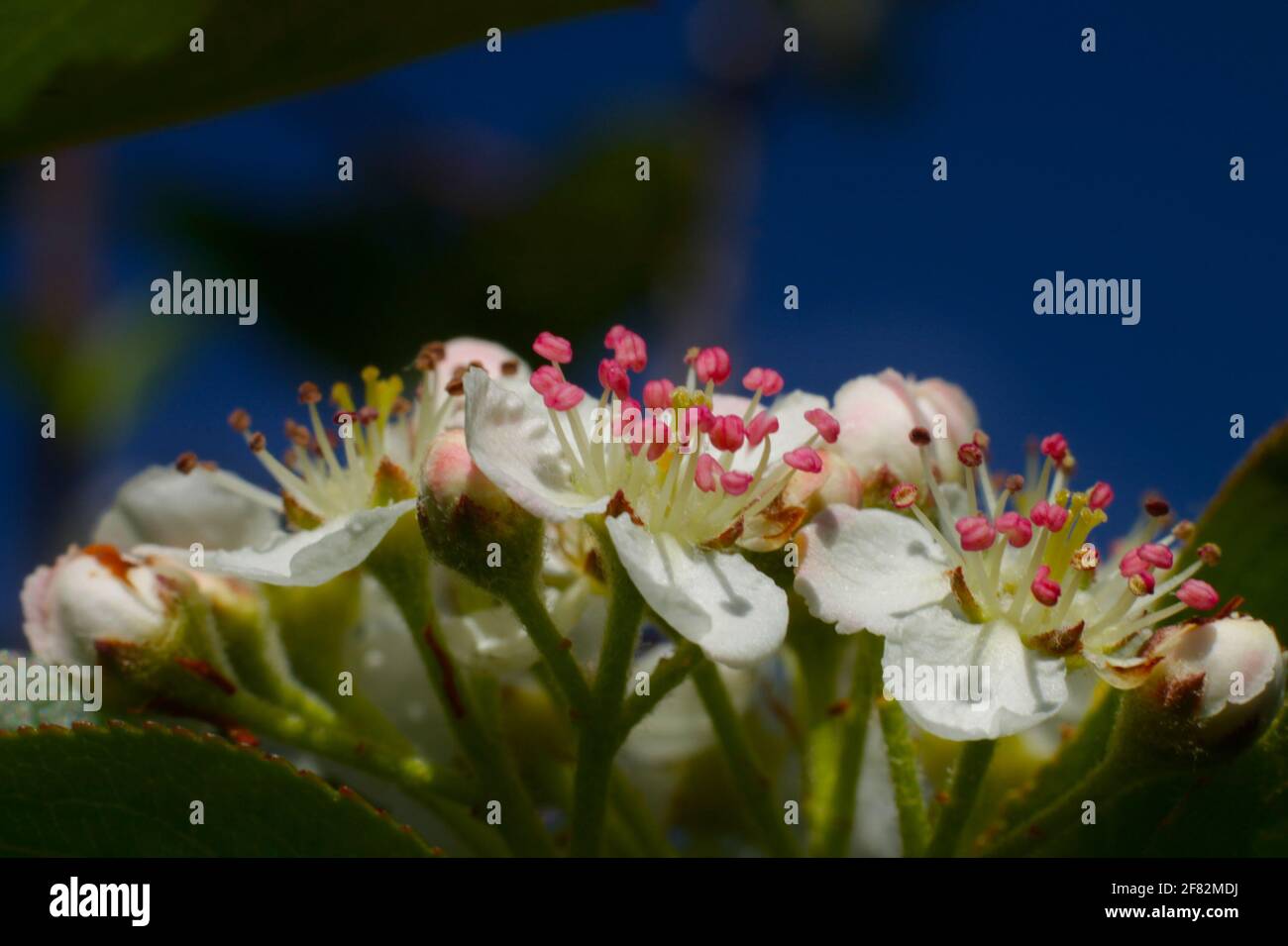A closeup shot of beautiful Melastome flowers (Melastomataceae) on a blurred blue background Stock Photo