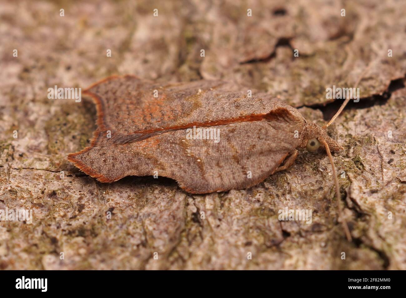 A closeup shot of a small brown tortricid moth camouflaging Stock Photo