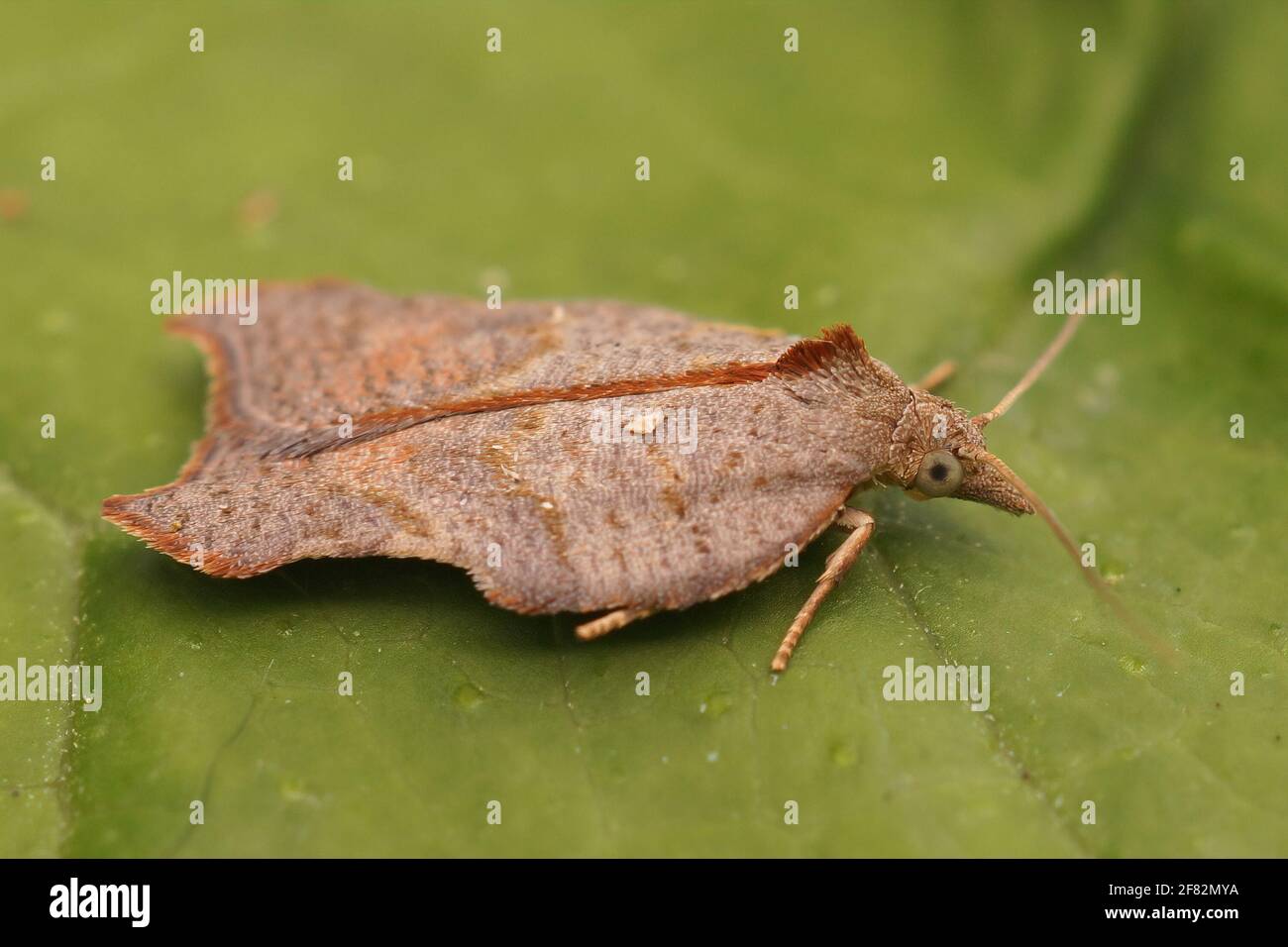 A closeup shot of a small brown tortricid moth on a green leaf Stock Photo