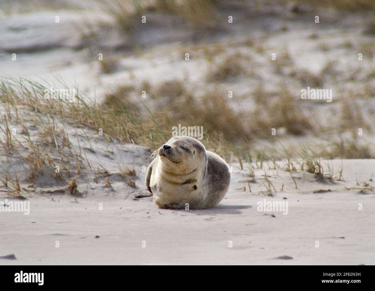 Young Harbor seal in the dunes Stock Photo