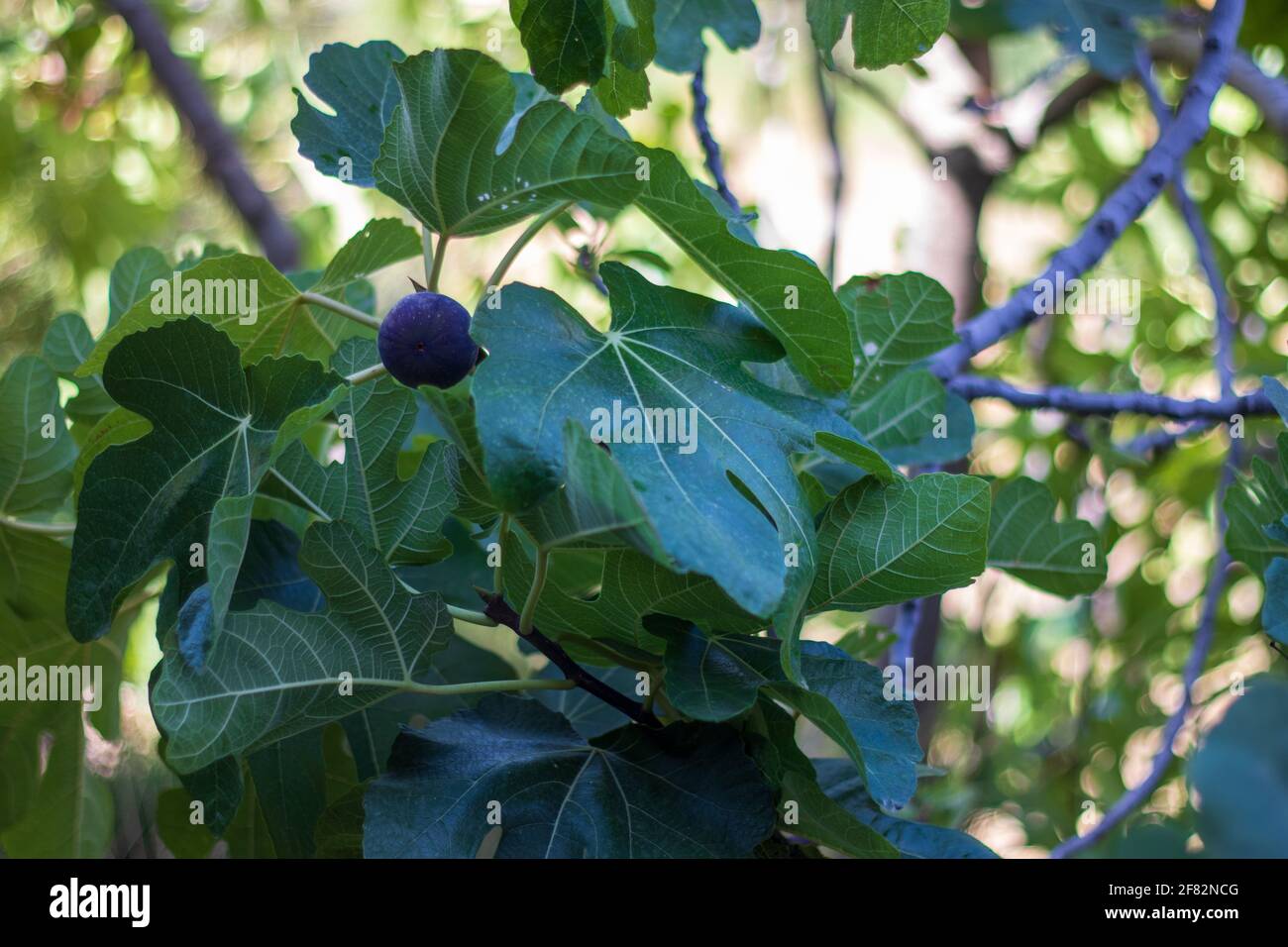 A close-up shot of a ripe fig fruit on the branches of a fig tree ...