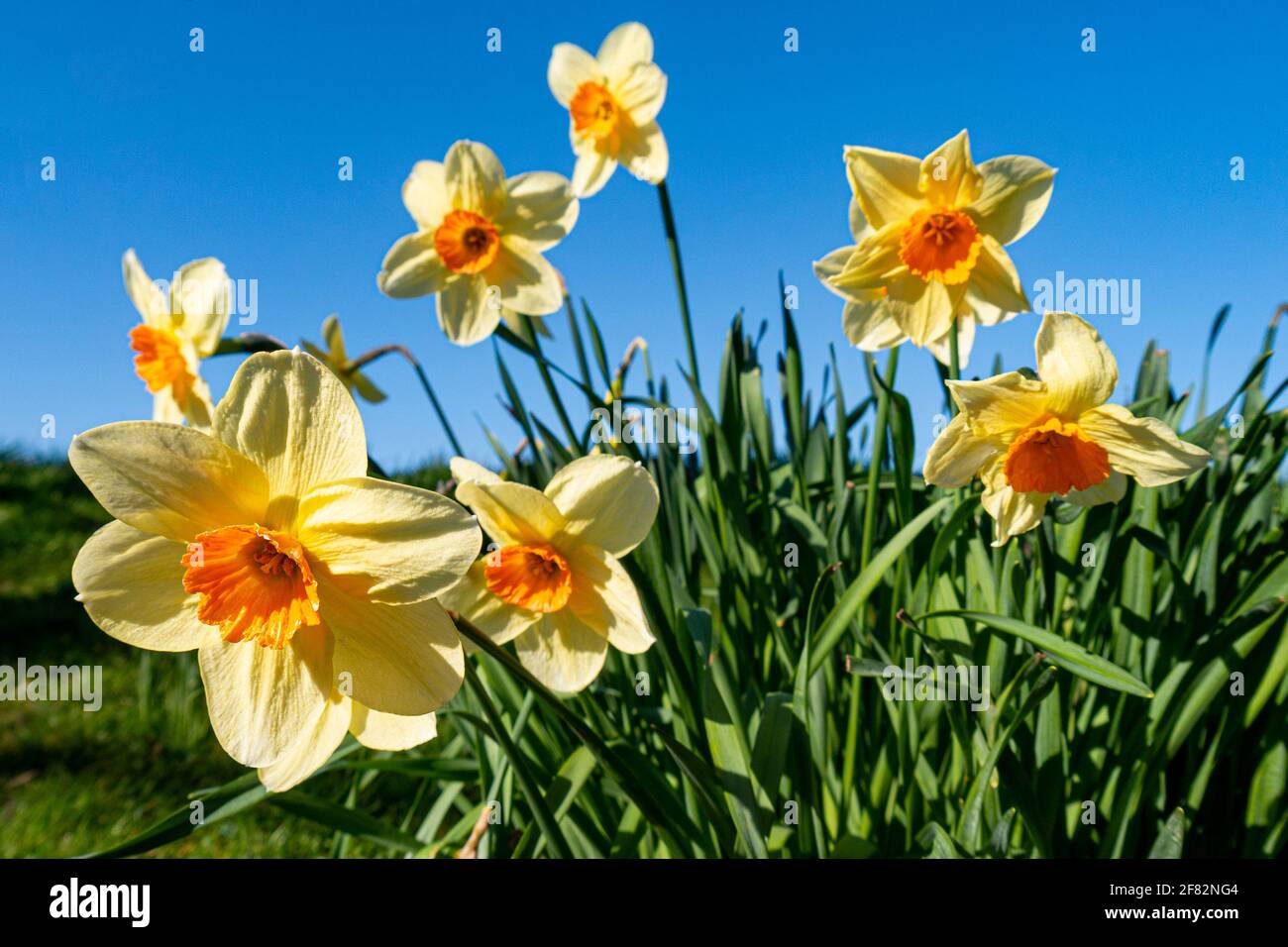 Daffodils / Narcisus Stock Photo