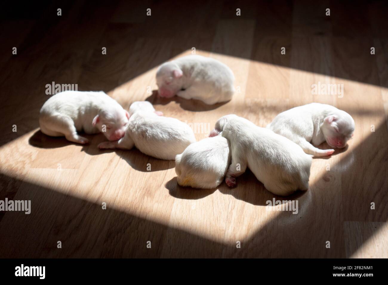 A beautiful shot of newborn white adorable puppies sleeping in beams of