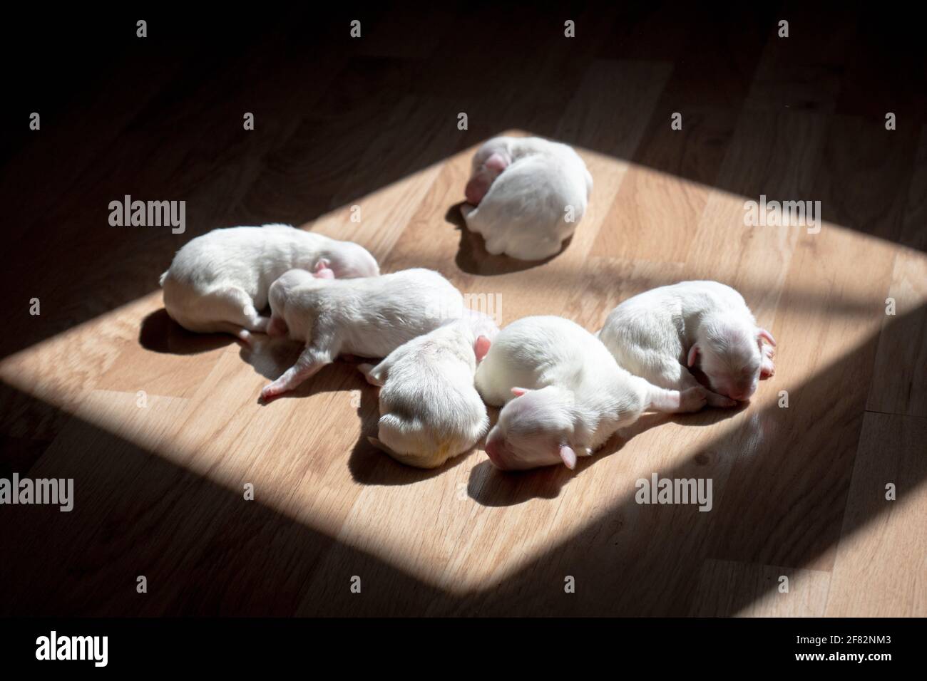 A beautiful shot of newborn white adorable puppies sleeping in beams of