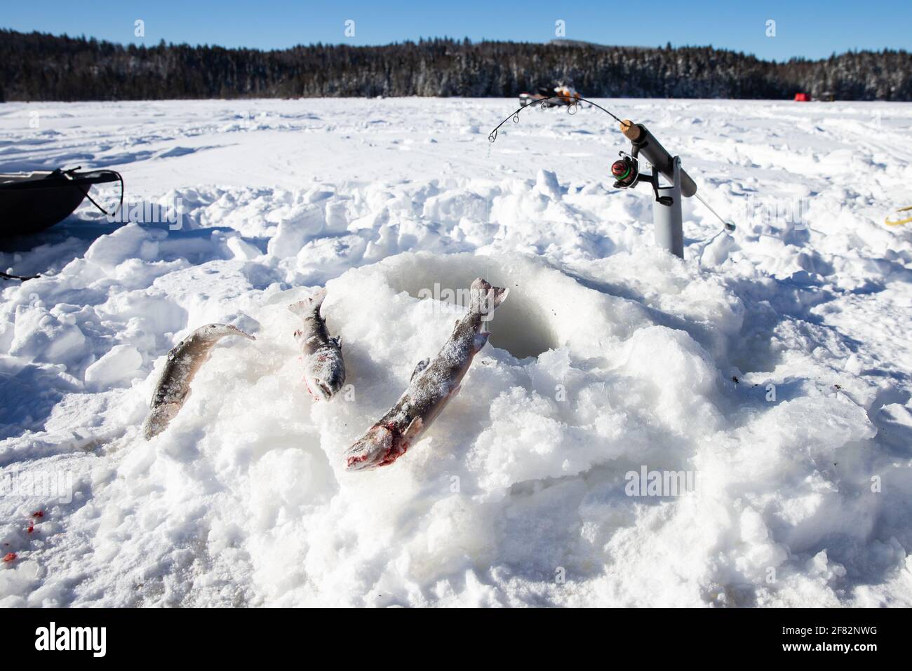 ice fishing catch of the day in winter on a sunny day Stock Photo
