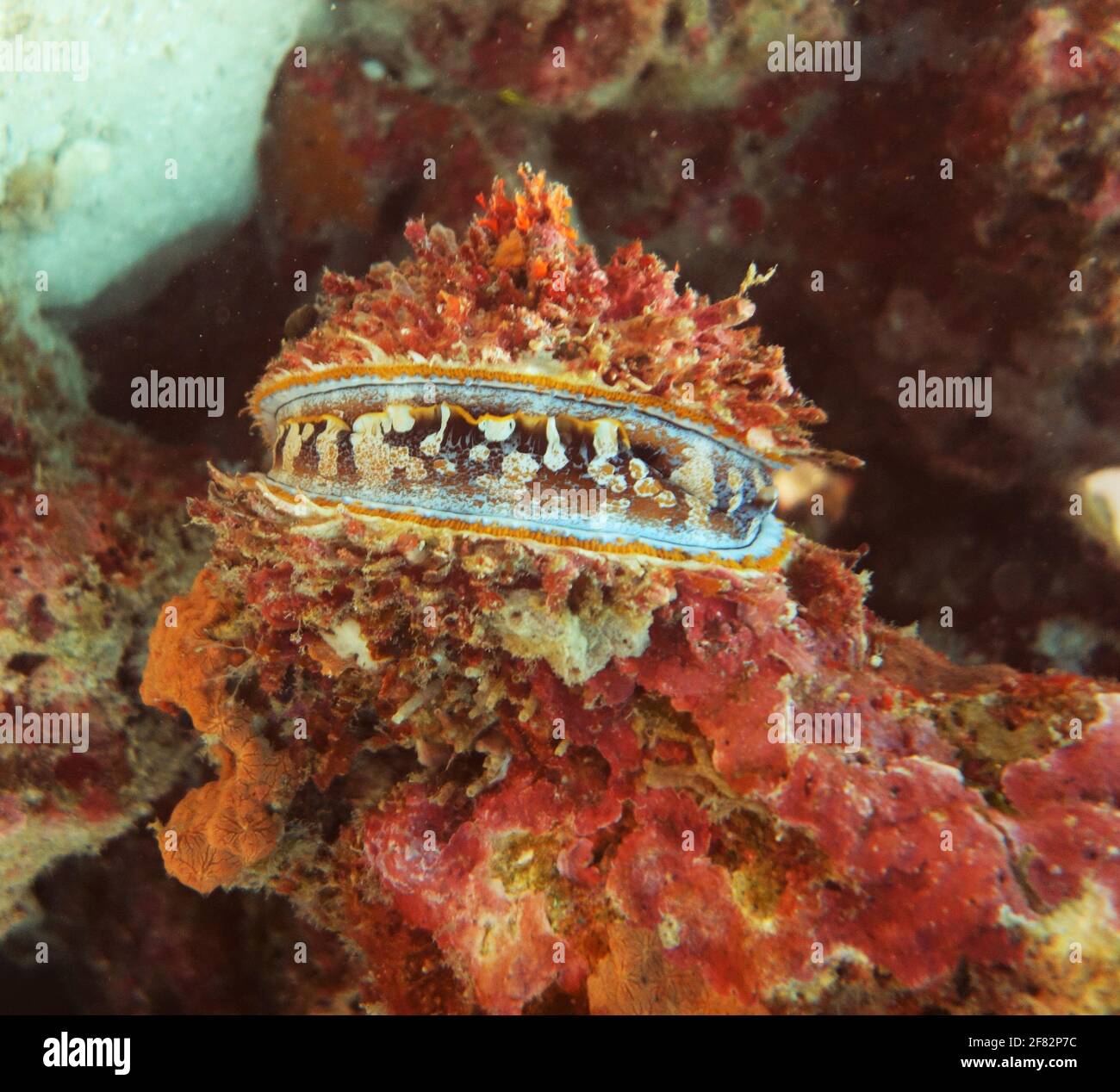 Wide open clam filter feeding surrounded by colorful coral Stock Photo
