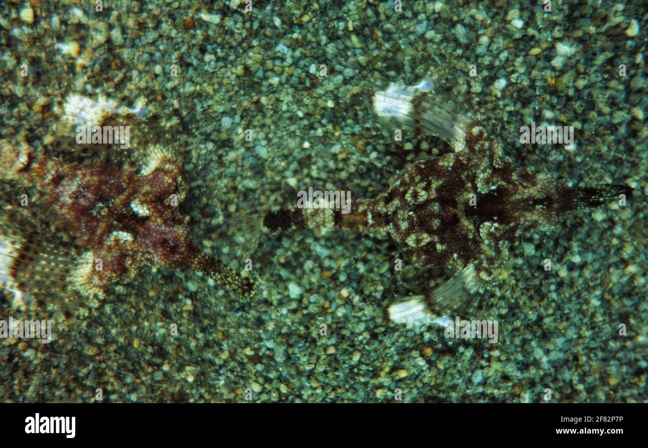 Two pegasus sea moths almost hidden on the sandy sea floor Stock Photo