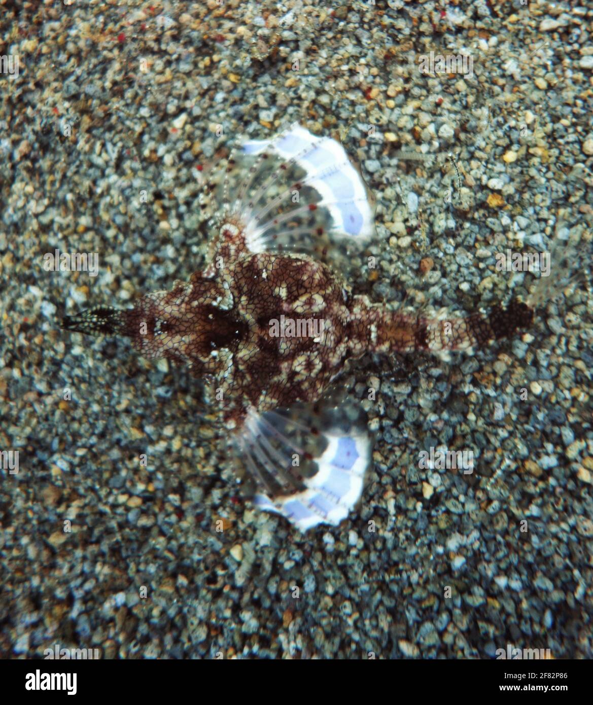 Sea moth with wings spread gliding over the sea floor Stock Photo