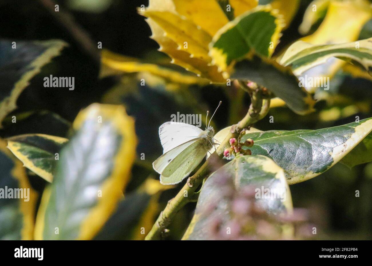 Magheralin, County Armagh, Northern Ireland, UK. 11 April 2021. UK weather – some sunny spells but cool with a cold northerly wind. A small white butterfly flits about garden shrubs and rests to asorb the suns rays out of that cool breeze. Credit: CAZIMB/Alamy Live News. Stock Photo