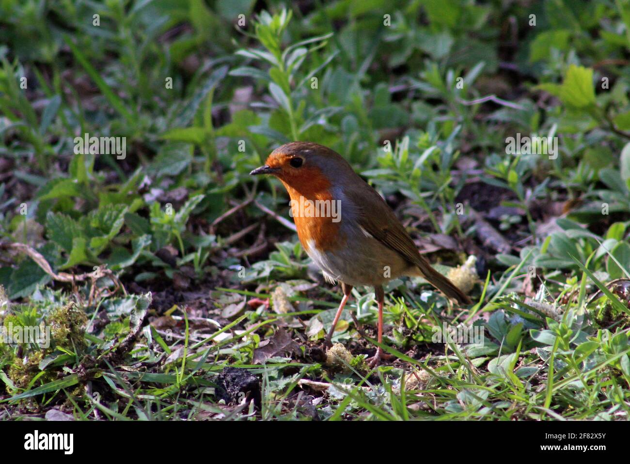European robin (Erithacus rubecula)feed on the ground on a spring afternoon in April Stock Photo