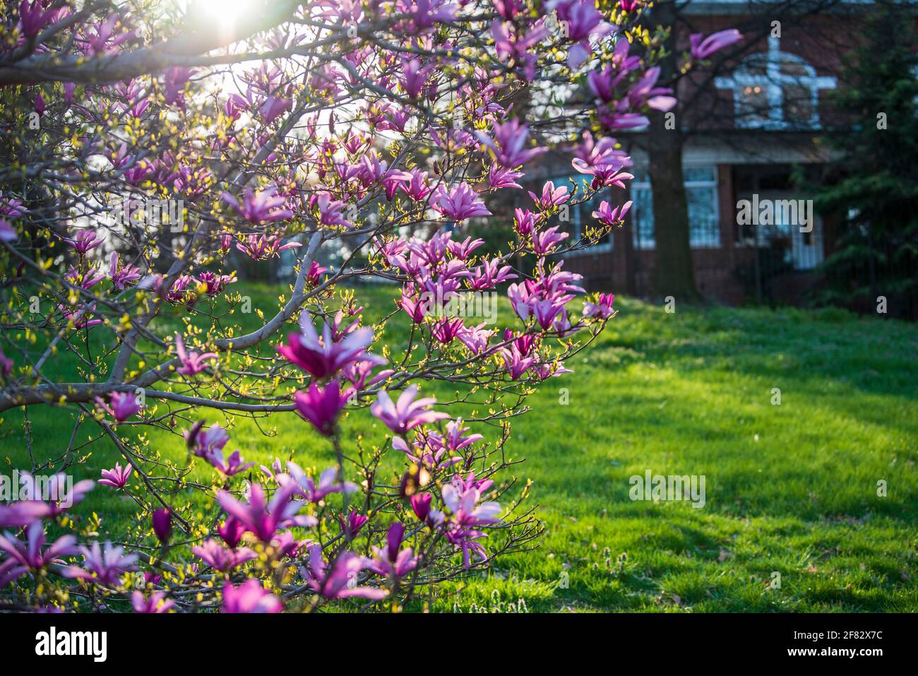 Beautiful magnolia tree blossoms in springtime against sunset light. Romantic creative toned floral background. Stock Photo