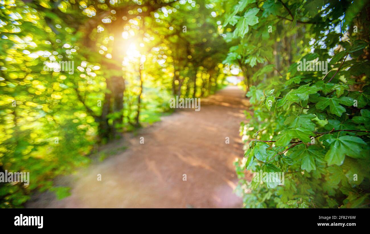 Blur nature bokeh green park by trees in sunset time Stock Photo - Alamy