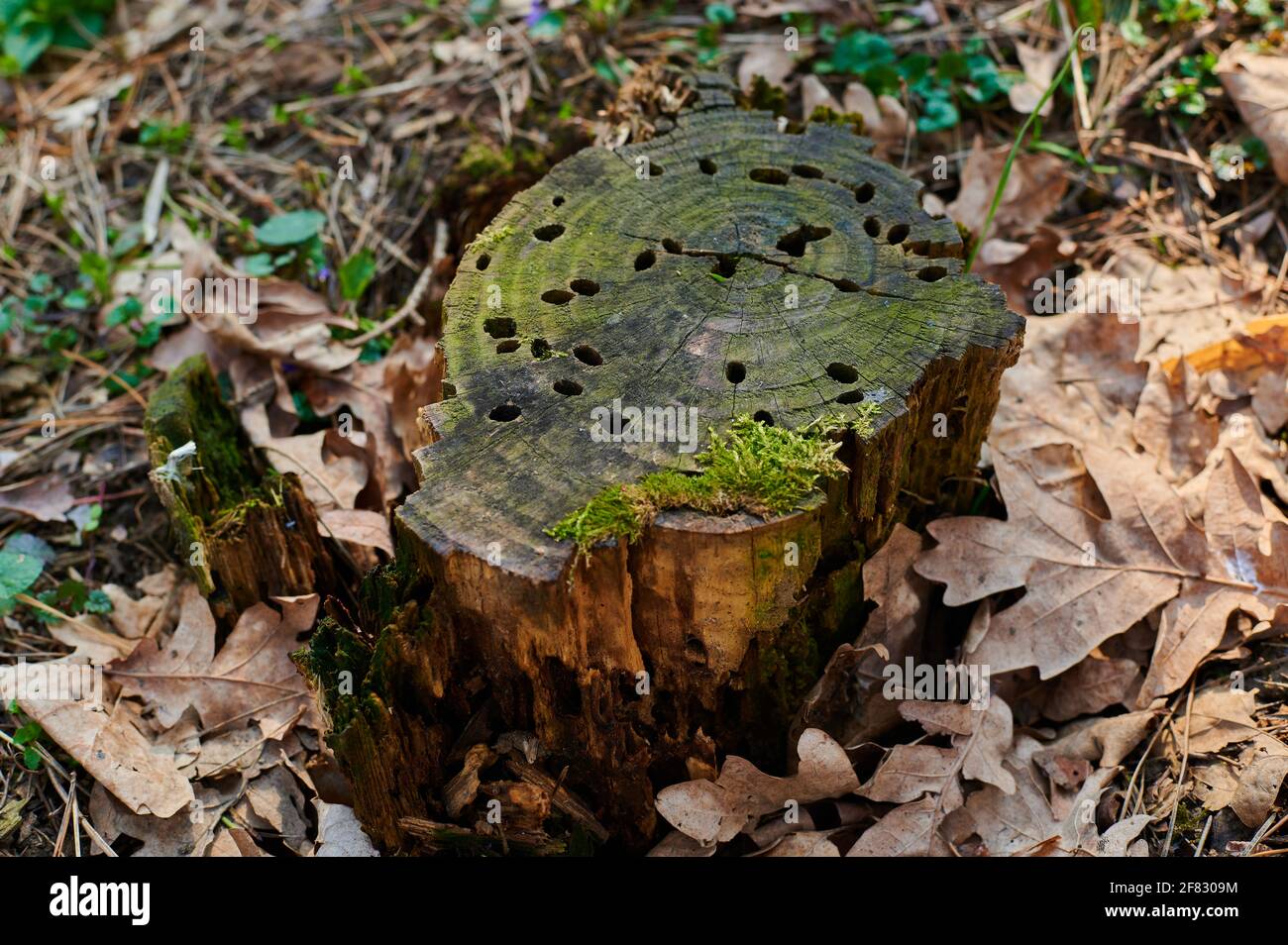 Tree stump with moss and grass hi-res stock photography and images - Alamy