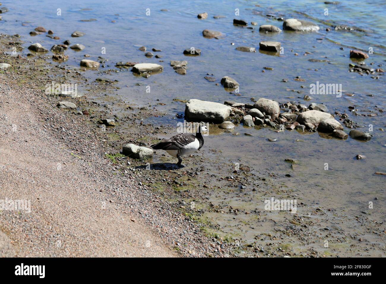 Multiple Canada goose photographed in Baltic Sea in a beach in Helsinki, Finland. June 2019. Sunny summer day. Canada goose is a duck species. Stock Photo