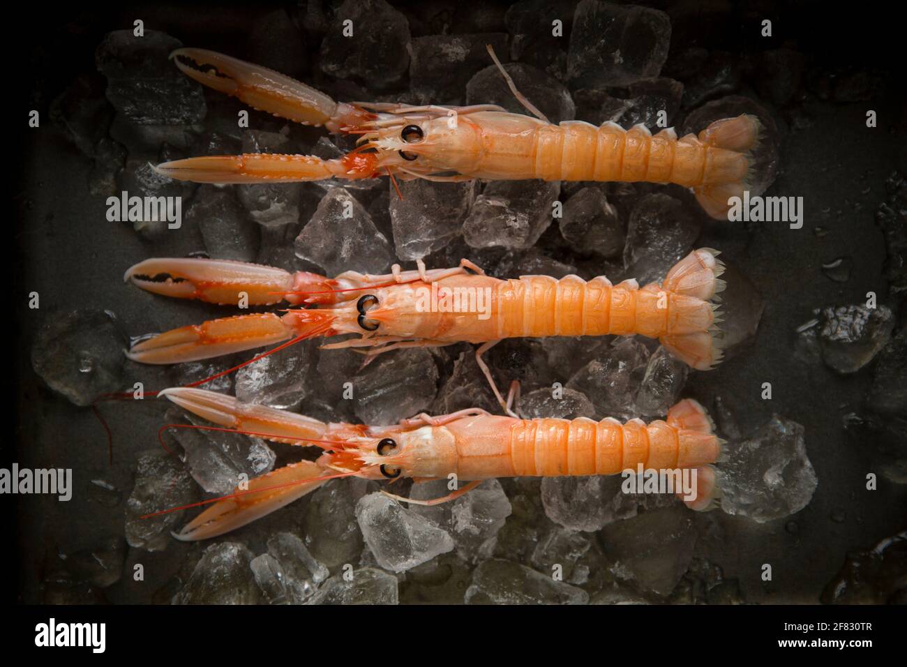 Raw Langoustines, or Dublin Bay prawns, Nephrops norvegicus, that were caught in the North East Atlantic that have been bought from a supermarket in t Stock Photo