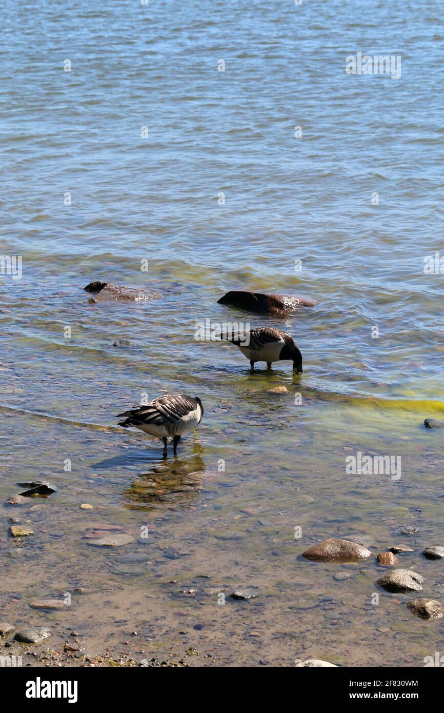 Multiple Canada goose photographed in Baltic Sea in a beach in Helsinki, Finland. June 2019. Sunny summer day. Canada goose is a duck species. Stock Photo