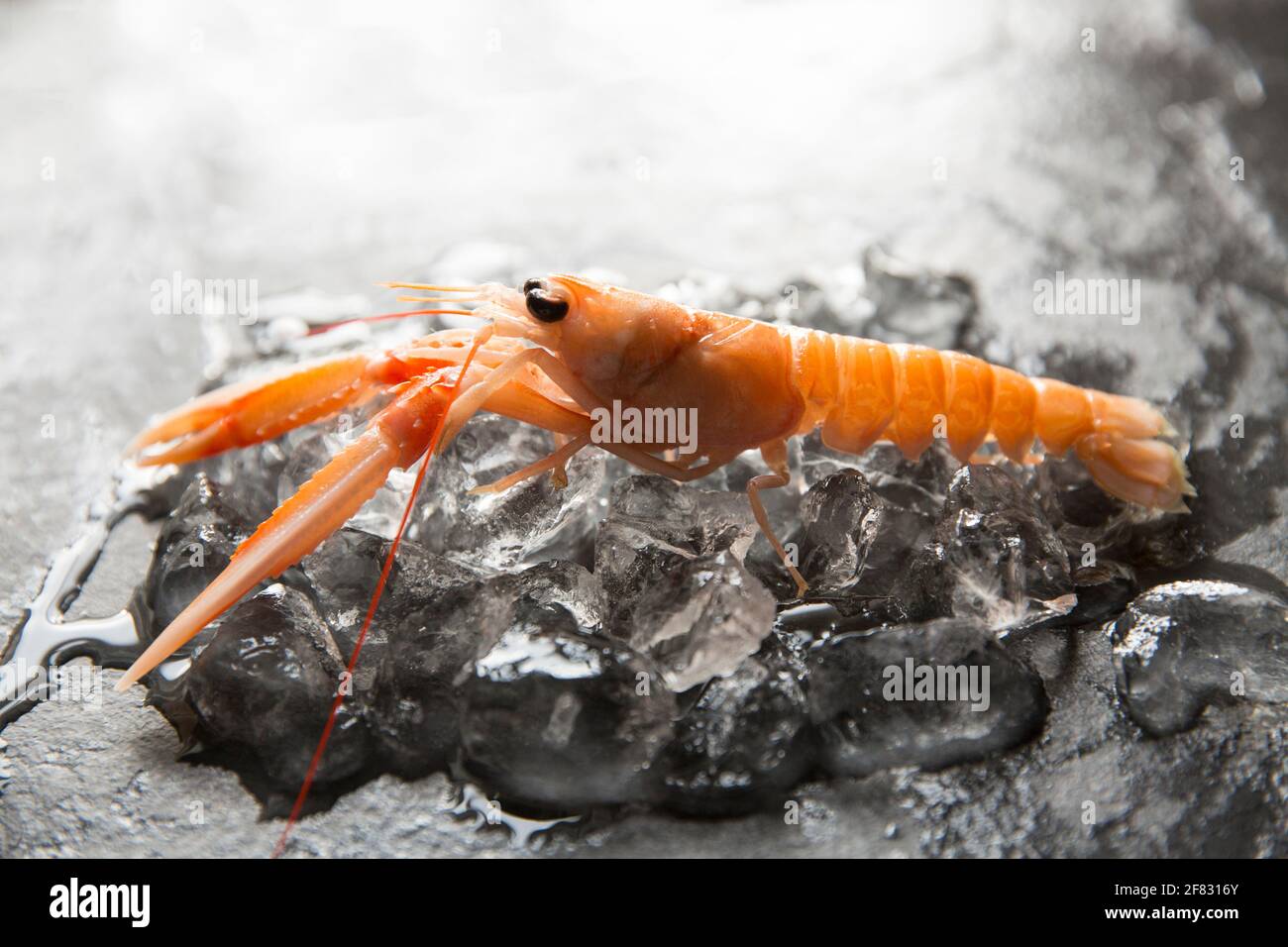 Raw Langoustines, or Dublin Bay prawns, Nephrops norvegicus, that were caught in the North East Atlantic that have been bought from a supermarket in t Stock Photo