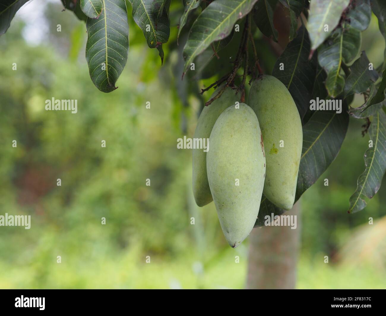 Barracuda Mango Green fruit is sour Scientific name Mangifera indica L