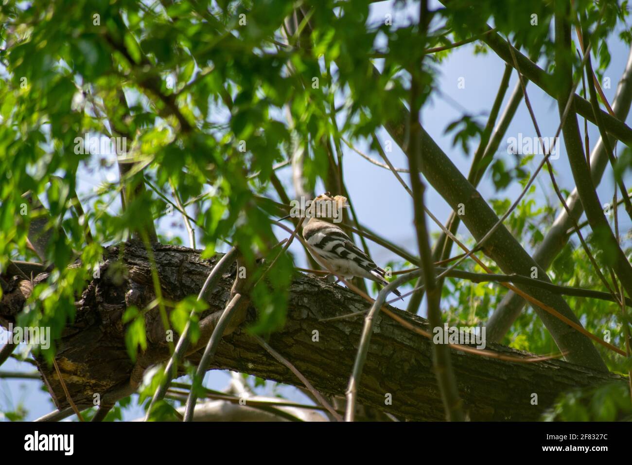 Hoopoes bird on a tree, upupa epops chordata family Stock Photo