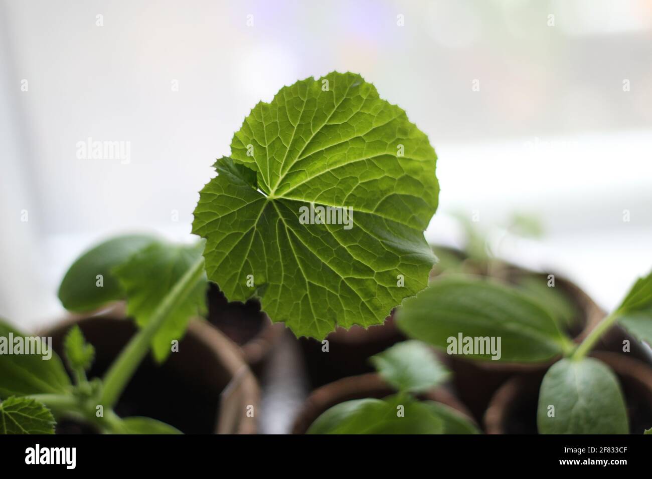 Leaves of a young cucumber plant as a close up Stock Photo