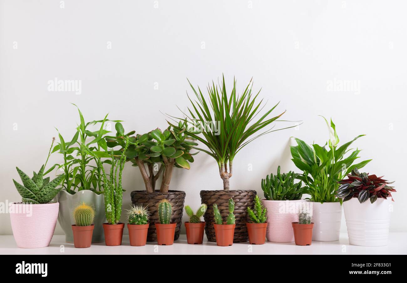 Various house plants hi-res stock photography and images - Alamy